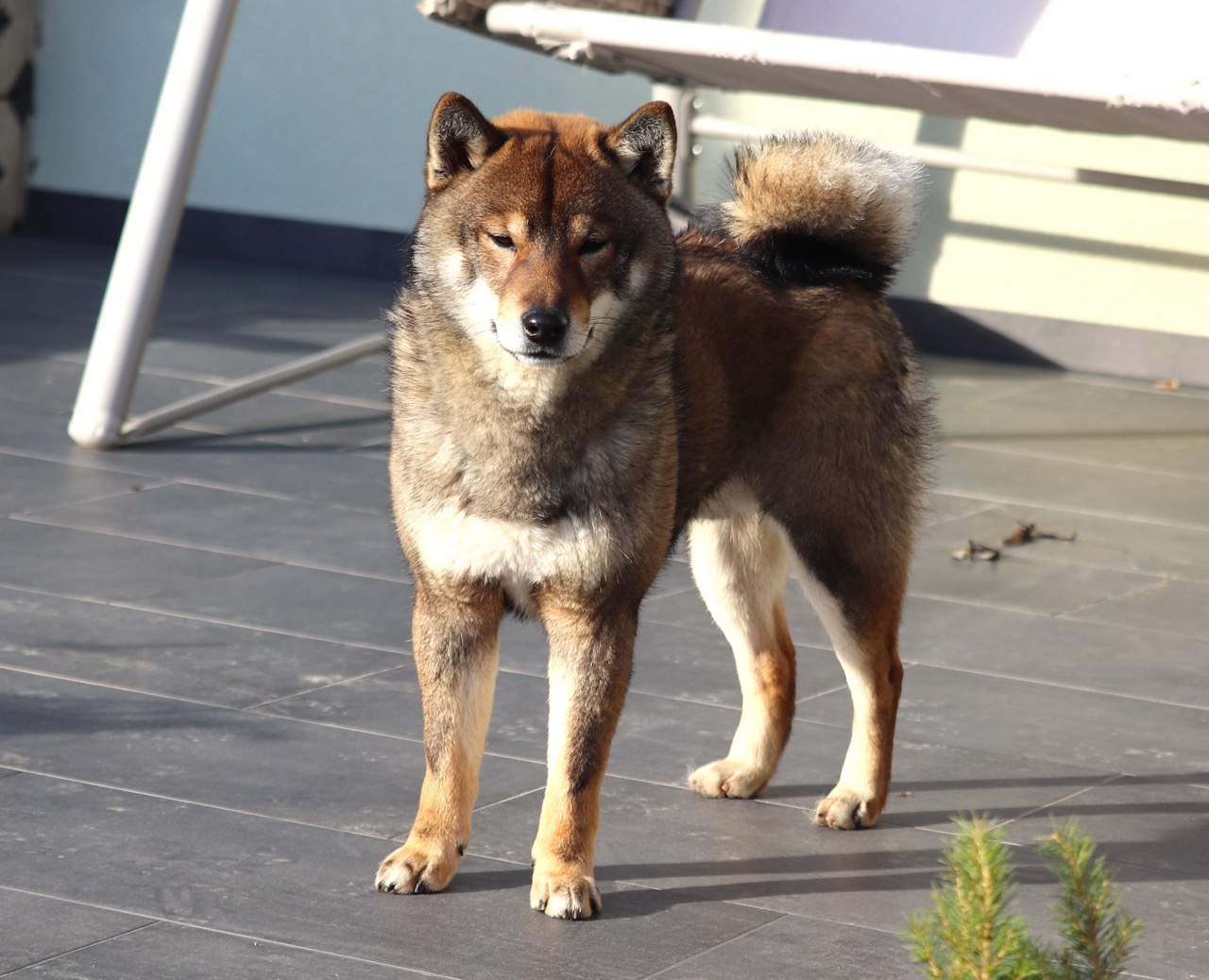 Taro