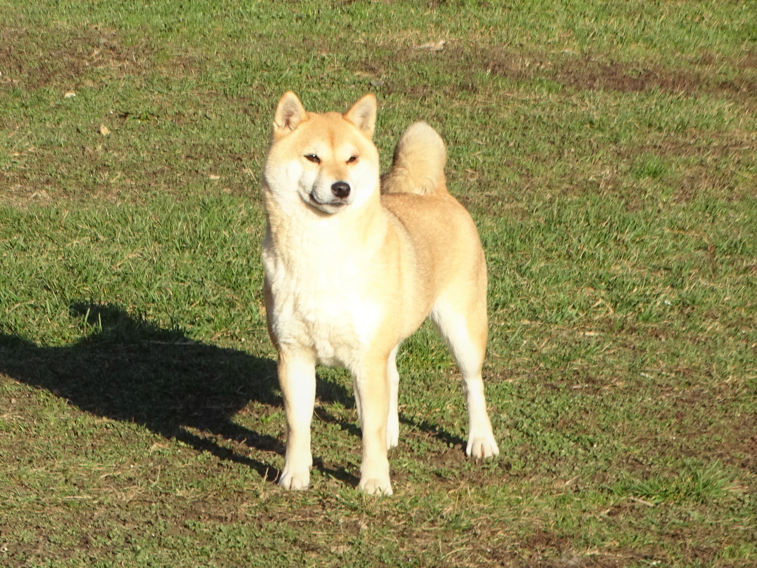 shiba inu Panka